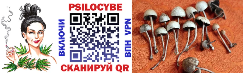 Галлюциногенные грибы Psilocybe  где купить наркотик  Суздаль 